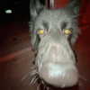 suik0muu Altpins Profile Picture