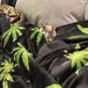 suik0muu Altpins Profile Picture