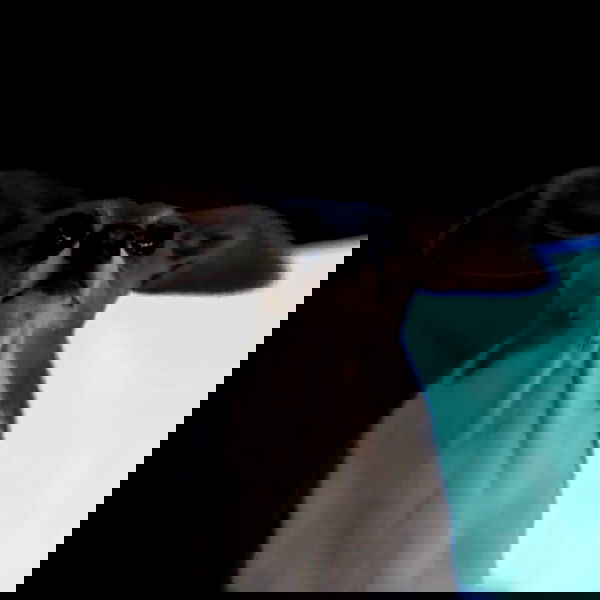 suikomuu suikomuu archive image