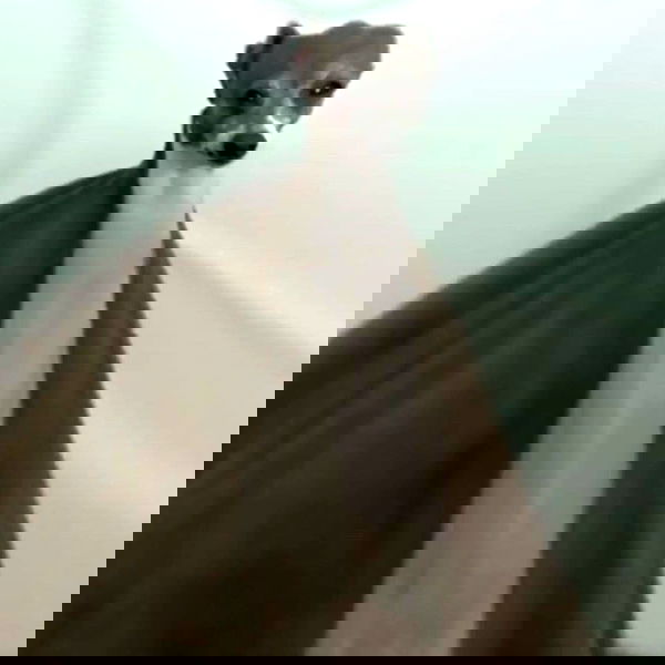 suikomuu suikomuu archive image