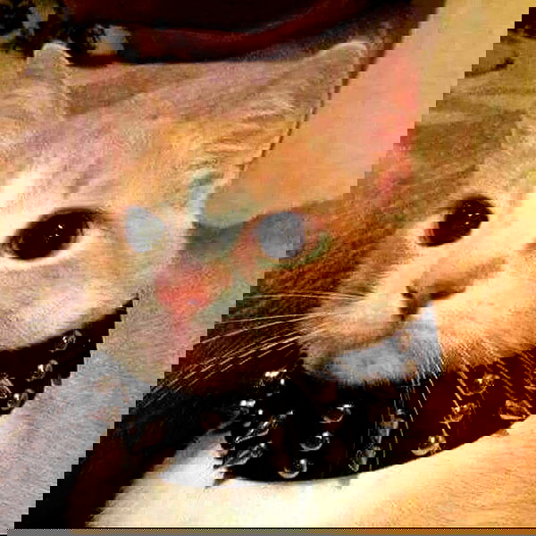 suikomuu suikomuu archive image