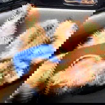 suikomuu suikomuu archive image