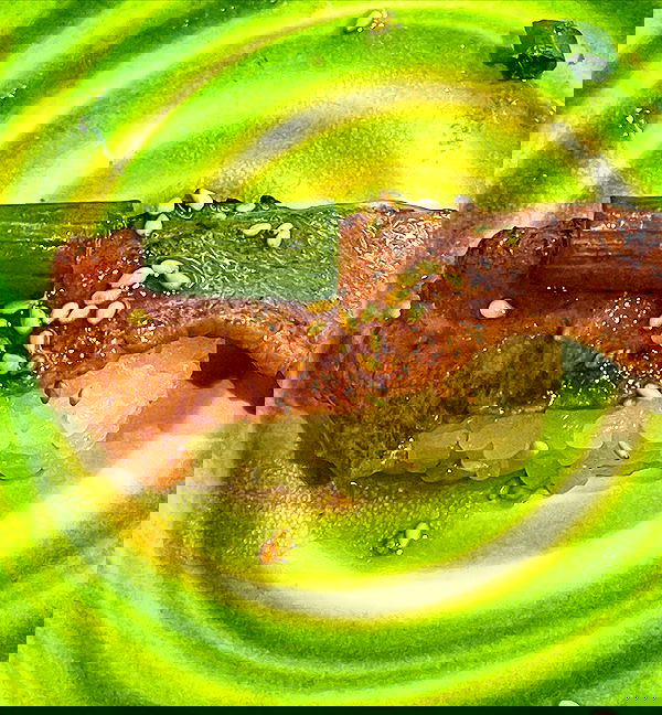 suikomuu suikomuu archive image