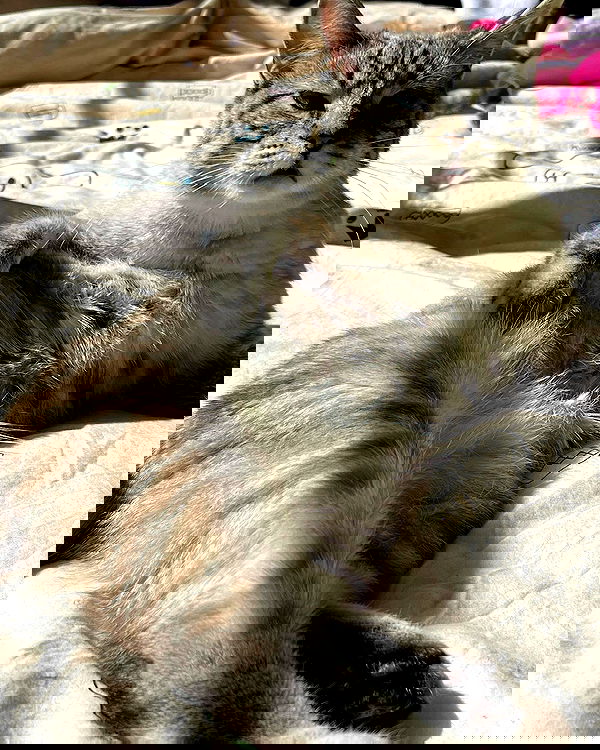 suikomuu suikomuu archive image