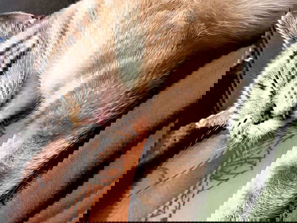 suikomuu suikomuu archive image