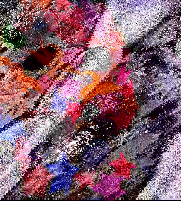 suikomuu suikomuu archive image