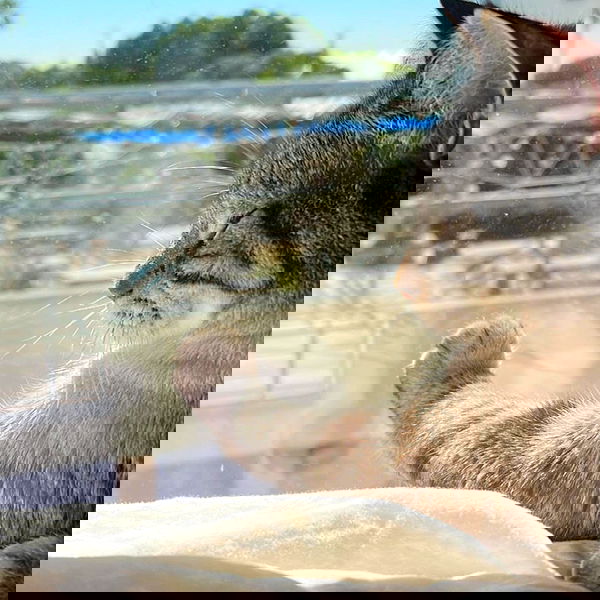 suikomuu suikomuu archive image