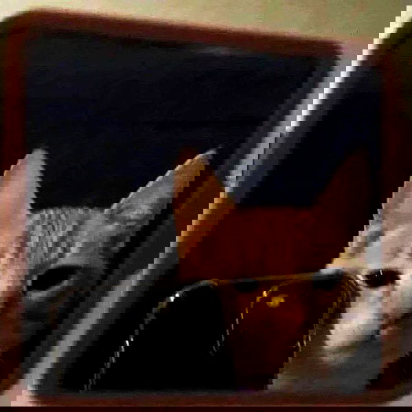 suikomuu suikomuu archive image