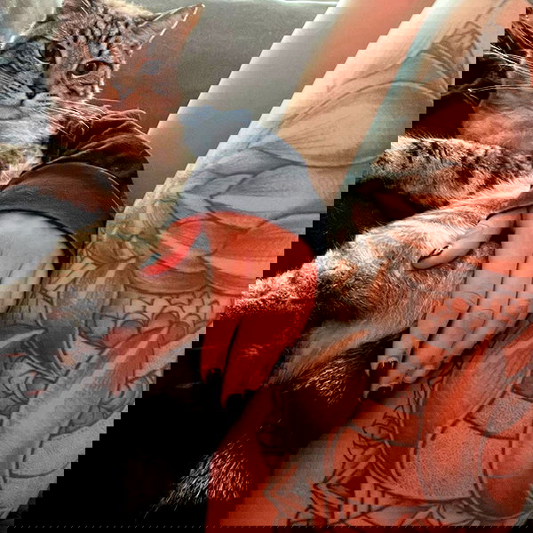 suikomuu suikomuu archive image