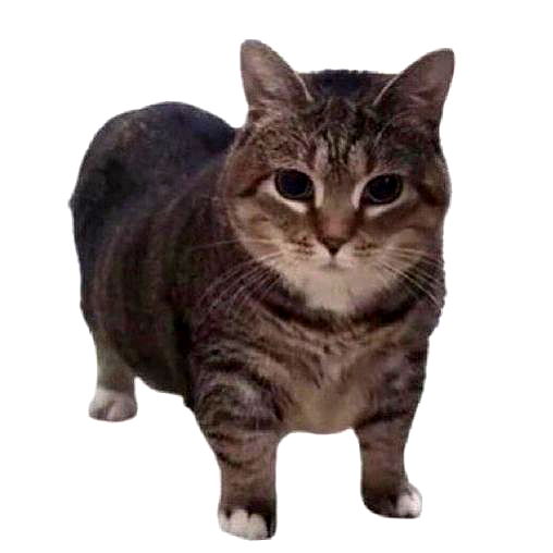 suikomuu suikomuu archive image