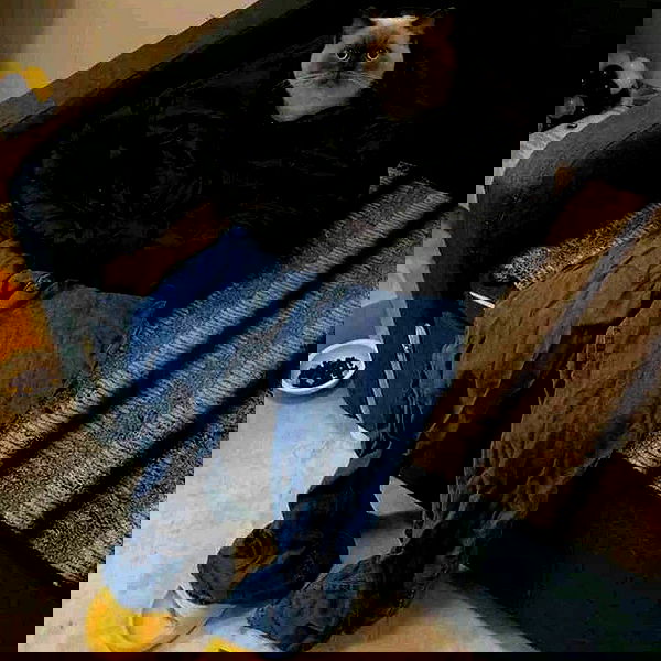 suikomuu suikomuu archive image