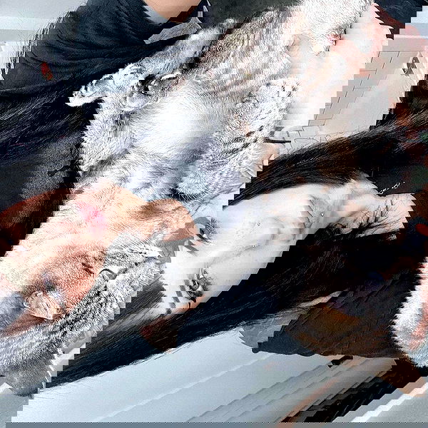 suikomuu suikomuu archive image