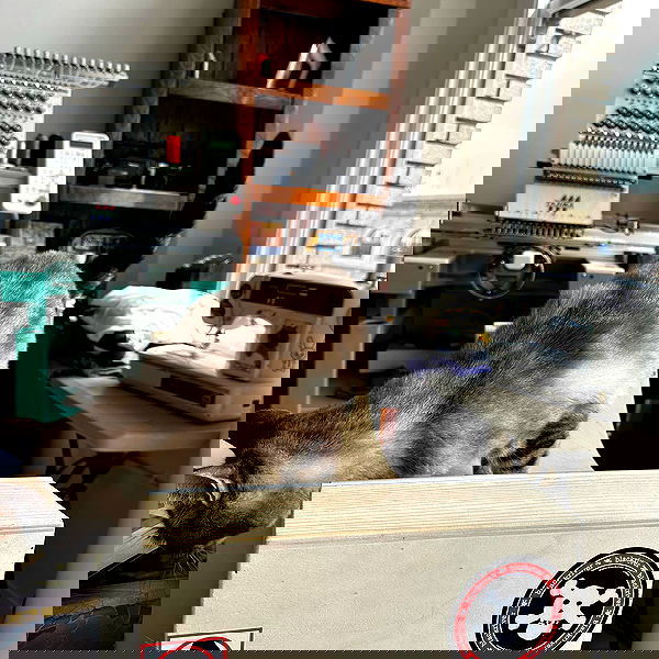 suikomuu suikomuu archive image