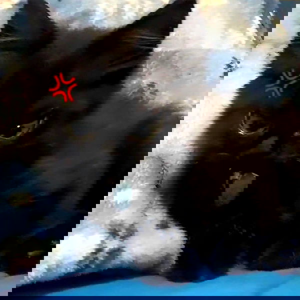 suikomuu suikomuu archive image