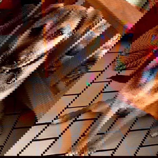 suikomuu suikomuu archive image