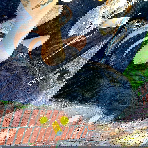 suikomuu suikomuu archive image