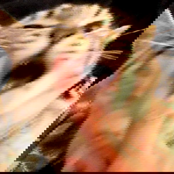 suikomuu suikomuu archive image