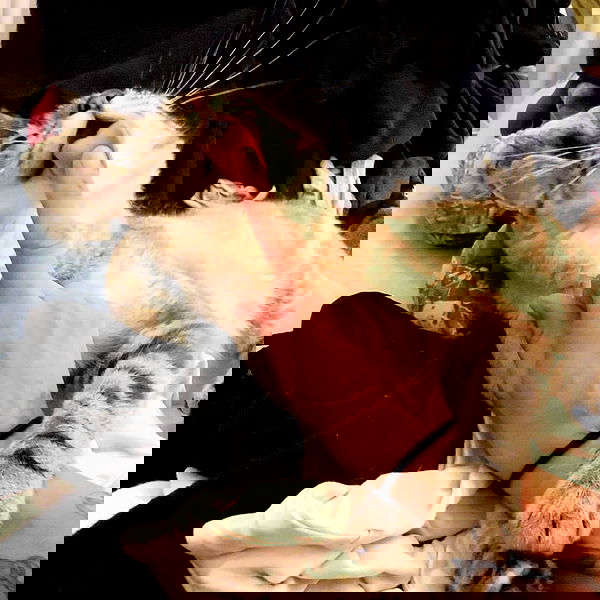 suikomuu suikomuu archive image