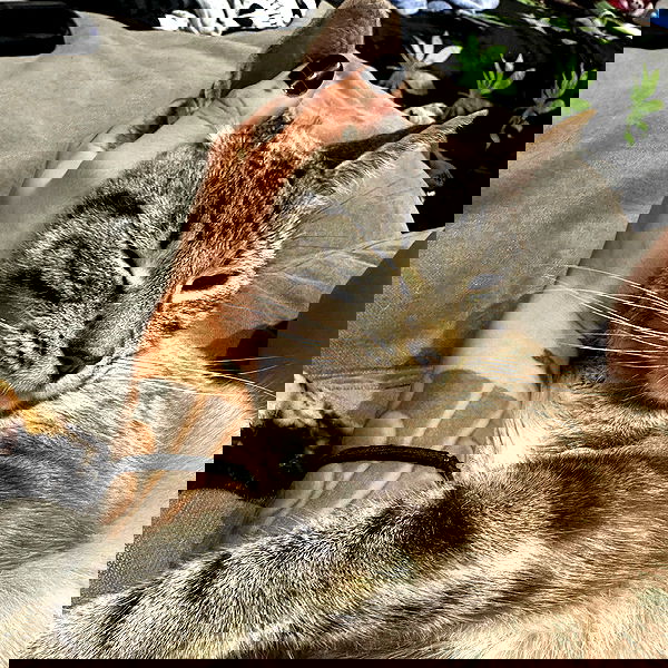 suikomuu suikomuu archive image