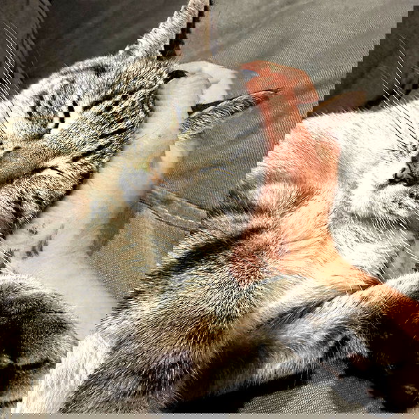 suikomuu suikomuu archive image