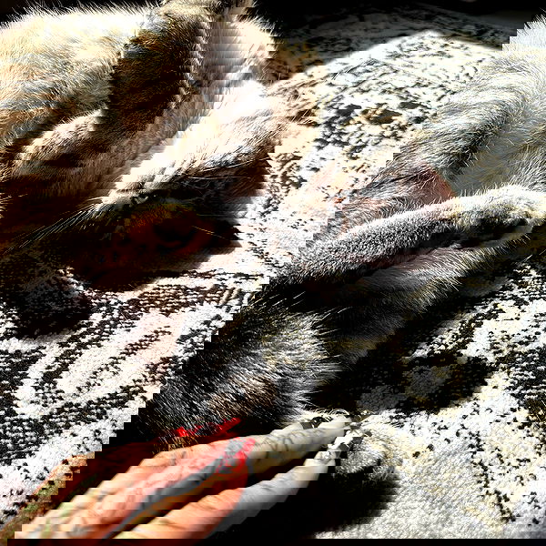 suikomuu suikomuu archive image