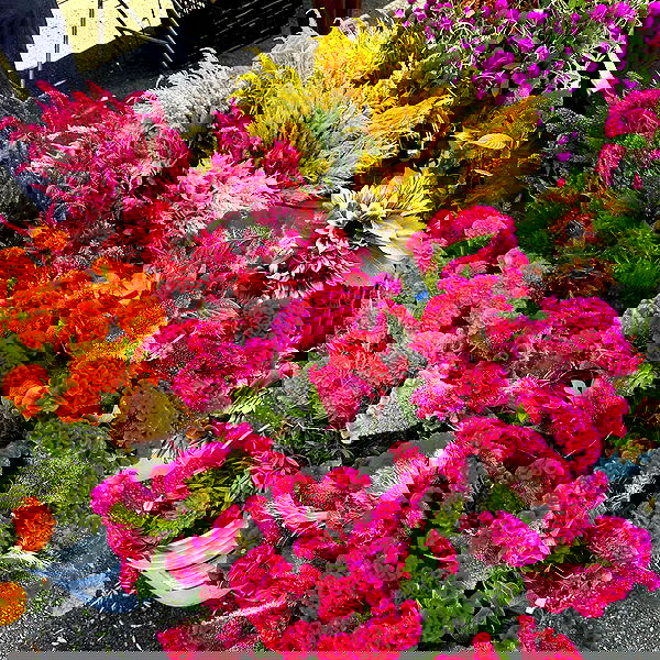 suikomuu suikomuu archive image