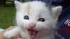 swag_charhar Altpins Profile Picture