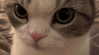 swag_charhar Altpins Profile Picture