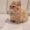 swag_charhar Altpins Profile Picture