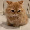 swag_charhar Altpins Profile Picture