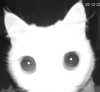 swag_charhar Altpins Profile Picture