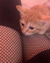 swag_charhar Altpins Profile Picture