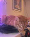 swag_charhar Altpins Profile Picture