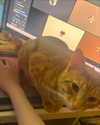 swag_charhar Altpins Profile Picture