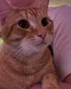 swag_charhar Altpins Profile Picture