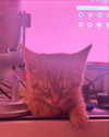 swag_charhar Altpins Profile Picture