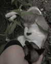 sydarim Altpins Profile Picture