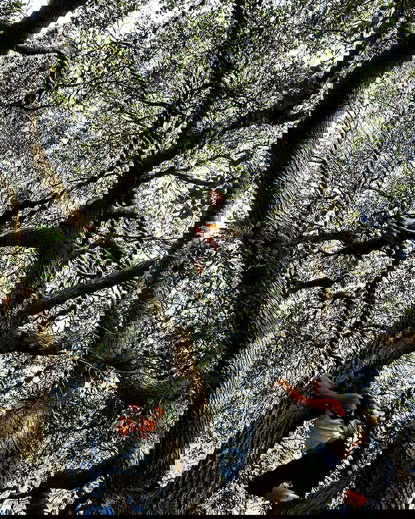 sydney_sweeney image ~ Altpins