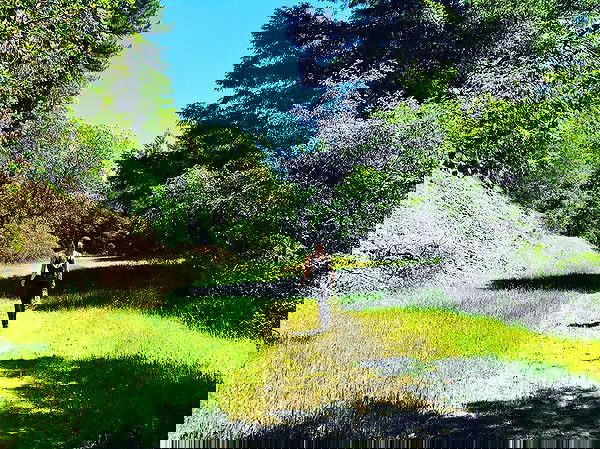 sydney_sweeney image ~ Altpins