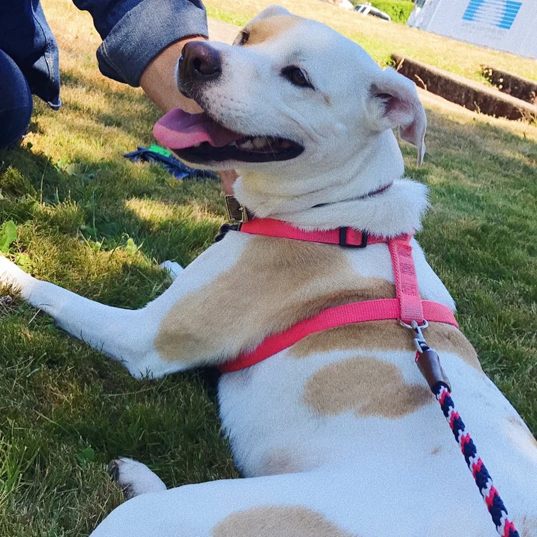 sydney_sweeney instagram image archive image