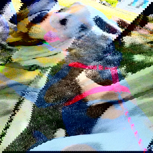 sydney_sweeney image ~ Altpins