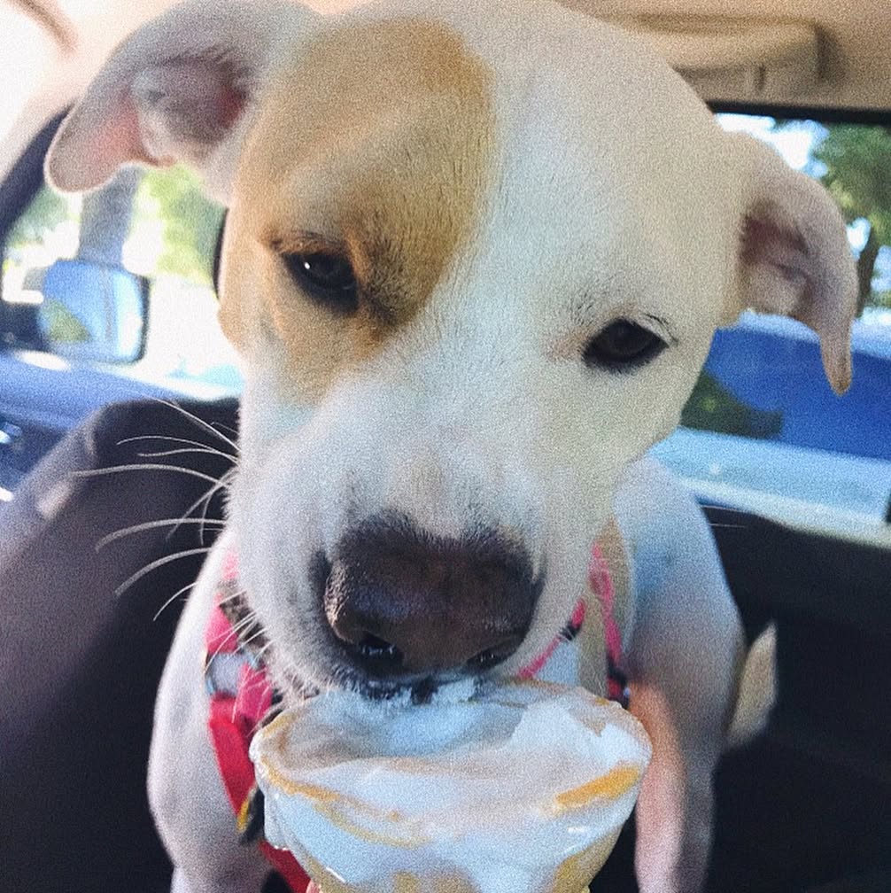 sydney_sweeney instagram image archive image