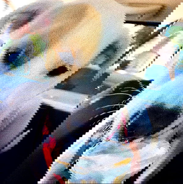 sydney_sweeney image ~ Altpins