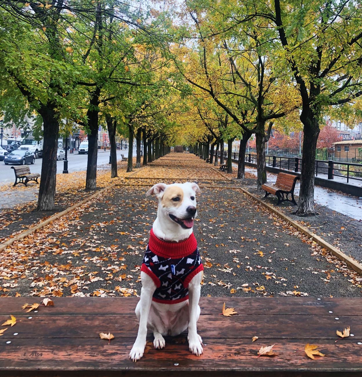 sydney_sweeney instagram image archive image