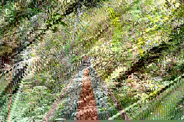 sydney_sweeney image ~ Altpins