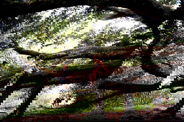 sydney_sweeney image ~ Altpins