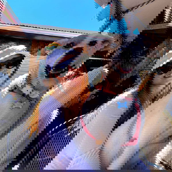 sydney_sweeney image ~ Altpins