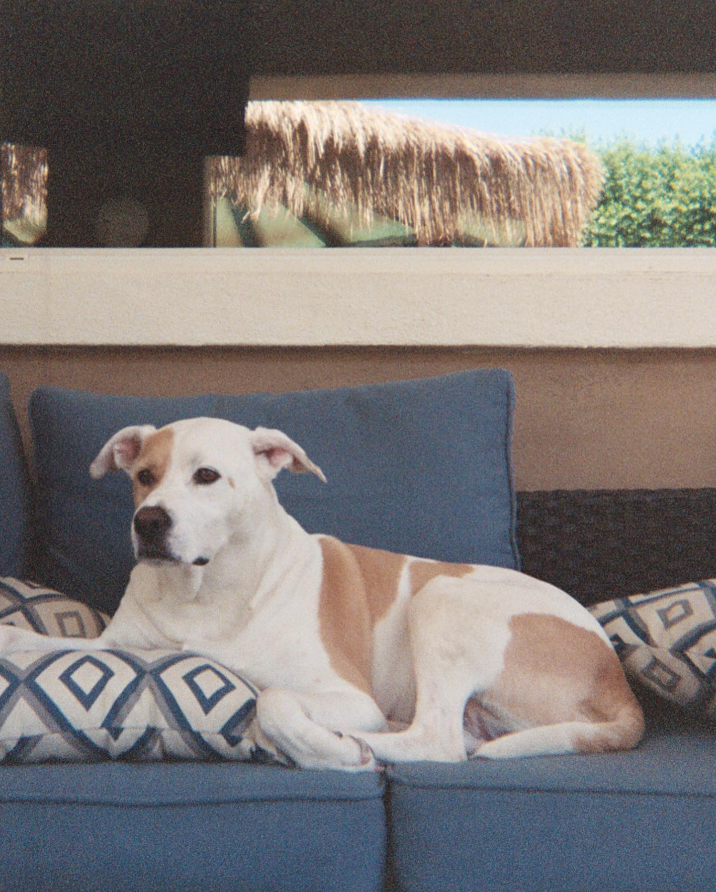 sydney_sweeney instagram image archive image