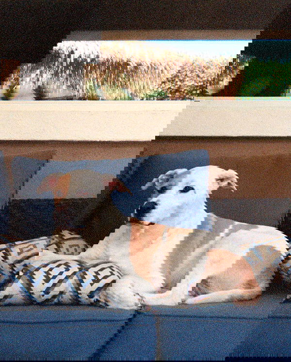 sydney_sweeney image ~ Altpins