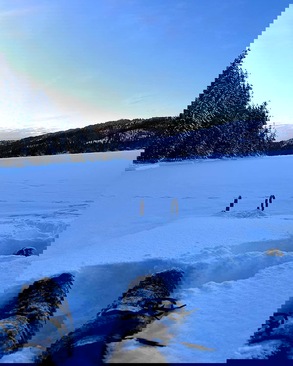 sydney_sweeney image ~ Altpins